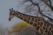 DPPhotography - Namibia - Angolan giraffe - C