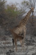 DPPhotography - Namibia - Angolan giraffe - D