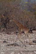 DPPhotography - Namibia - Angolan giraffe - E