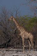 DPPhotography - Namibia - Angolan giraffe - F