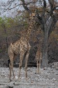DPPhotography - Namibia - Angolan giraffe - G