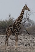 DPPhotography - Namibia - Angolan giraffe - H