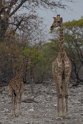 DPPhotography - Namibia - Angolan giraffe - I