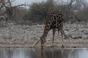 DPPhotography - Namibia - Angolan giraffe - J