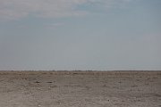 DPPhotography - Namibia - Angolan giraffe - K