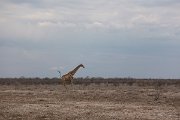 DPPhotography - Namibia - Angolan giraffe - L