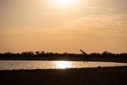 DPPhotography - Namibia - Angolan giraffe - M