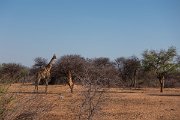 DPPhotography - Namibia - Angolan giraffe - N