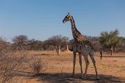 DPPhotography - Namibia - Angolan giraffe - O