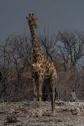 DPPhotography - Namibia - Angolan giraffe - P