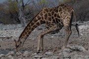 DPPhotography - Namibia - Angolan giraffe - Q