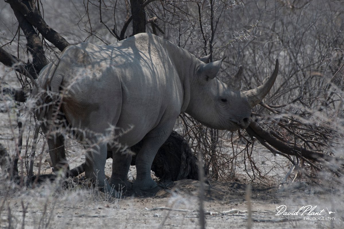 DPPhotography - Namibia - Black rhinoceras - A.jpg - Black rhinoceras trying to hide in the shade - Etosha National Park