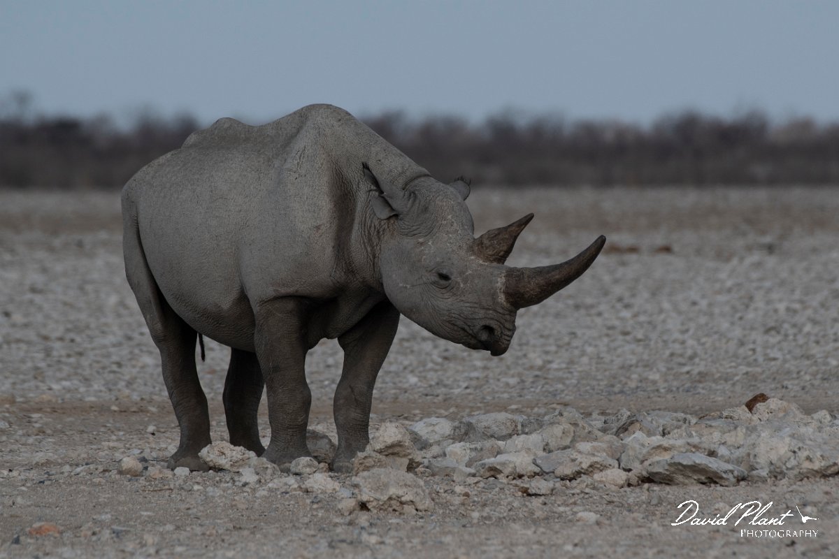 DPPhotography - Namibia - Black rhinoceras - B.jpg - Black rhinoceras - Etosha National Park