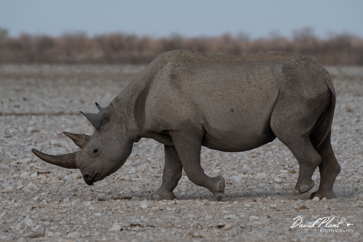 DPPhotography - Namibia - Black rhinoceras - C.jpg - Black rhinoceras - Etosha National Park