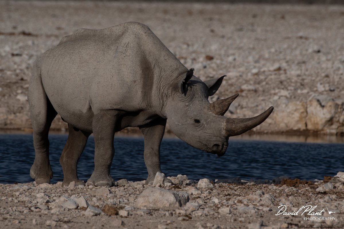DPPhotography - Namibia - Black rhinoceras - D.jpg - Black rhinoceras at watering hole - Etosha National Park