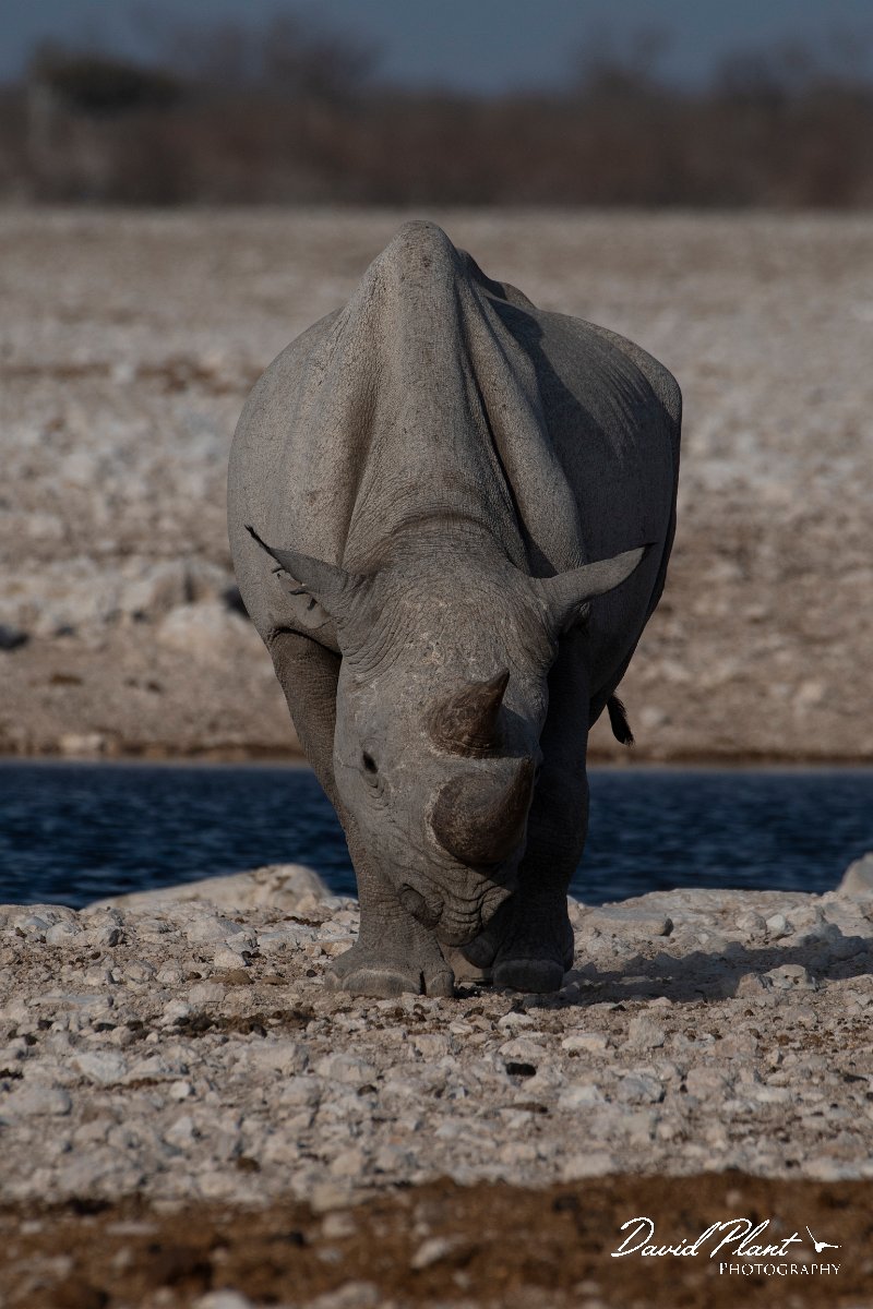 DPPhotography - Namibia - Black rhinoceras - E.jpg - Black rhinoceras at watering hole - Etosha National Park