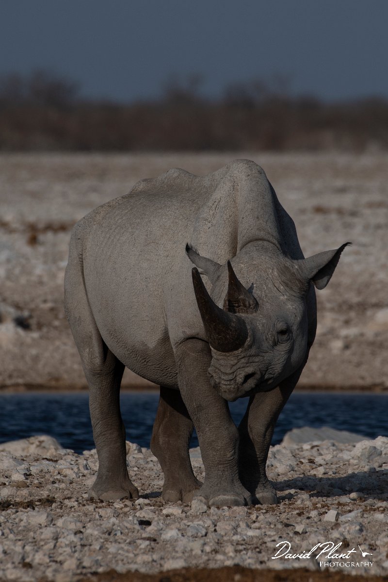 DPPhotography - Namibia - Black rhinoceras - F.jpg - Black rhinoceras at watering hole - Etosha National Park