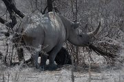 DPPhotography - Namibia - Black rhinoceras - A