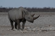 DPPhotography - Namibia - Black rhinoceras - B