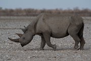 DPPhotography - Namibia - Black rhinoceras - C