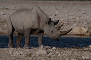 DPPhotography - Namibia - Black rhinoceras - D