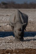 DPPhotography - Namibia - Black rhinoceras - E