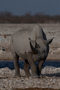 DPPhotography - Namibia - Black rhinoceras - F