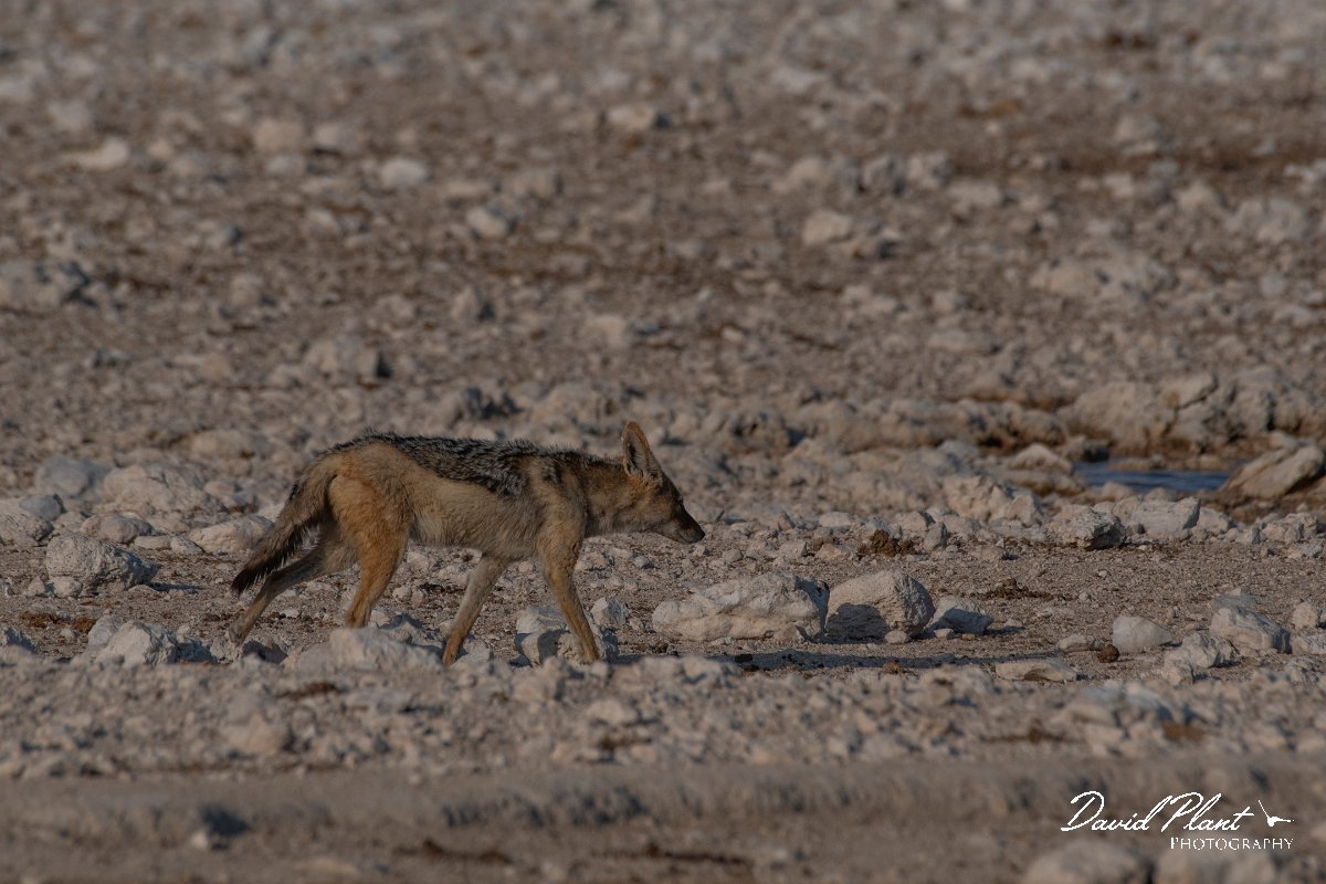 DPPhotography - Namibia - Black-backed jackal - A.jpg - Black-backed jackal - Etosha National Park