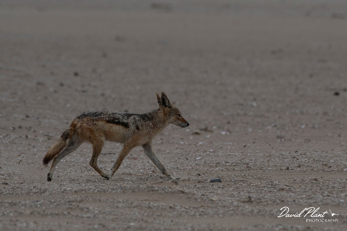 DPPhotography - Namibia - Black-backed jackal - B.jpg - Black-backed jackal - Walvis Bay