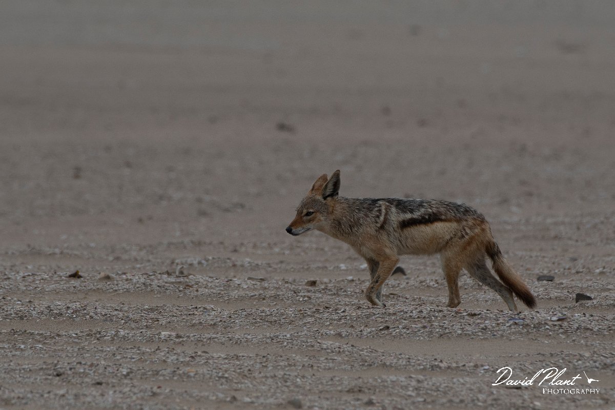 DPPhotography - Namibia - Black-backed jackal - C.jpg - Black-backed jackal - Walvis Bay