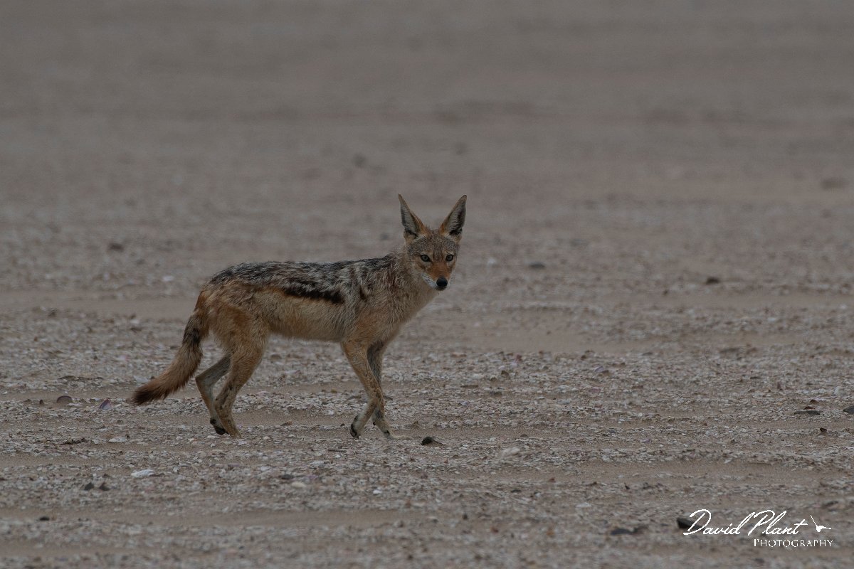 DPPhotography - Namibia - Black-backed jackal - D.jpg - Black-backed jackal - Walvis Bay