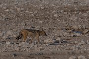 DPPhotography - Namibia - Black-backed jackal - A