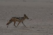 DPPhotography - Namibia - Black-backed jackal - B