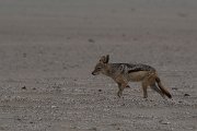 DPPhotography - Namibia - Black-backed jackal - C