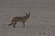 DPPhotography - Namibia - Black-backed jackal - D