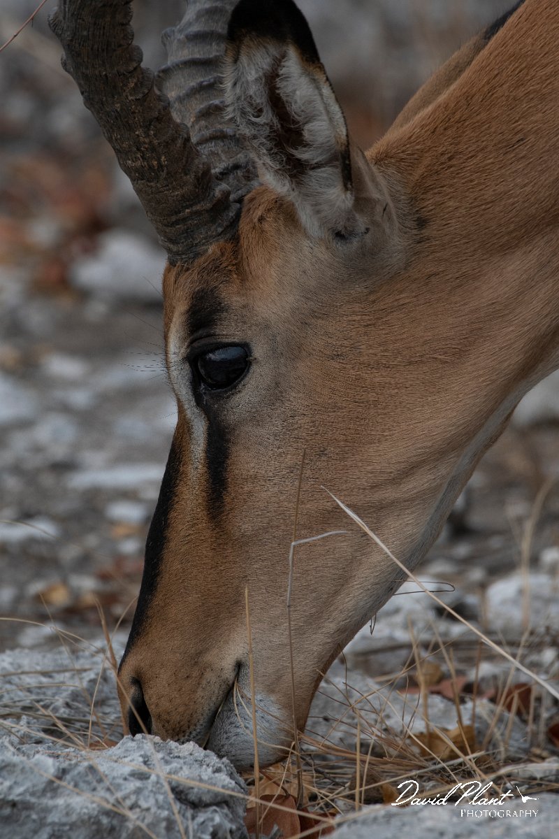 DPPhotography - Namibia - Black-faced impala - A.jpg - Black-faced impala male - Etosdha National Park