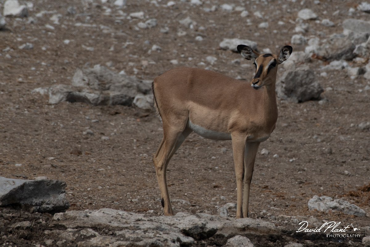 DPPhotography - Namibia - Black-faced impala - B.jpg