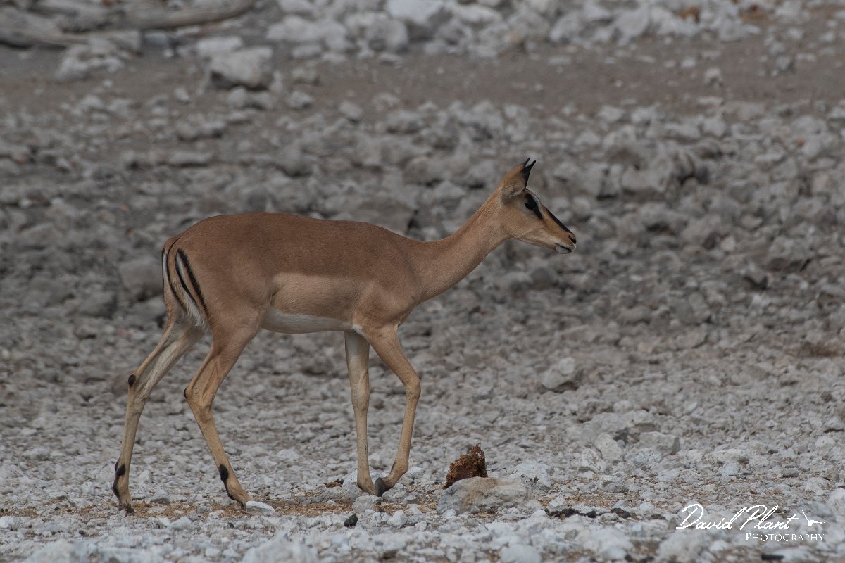 DPPhotography - Namibia - Black-faced impala - C.jpg - Black-faced impala female - Etosdha National Park