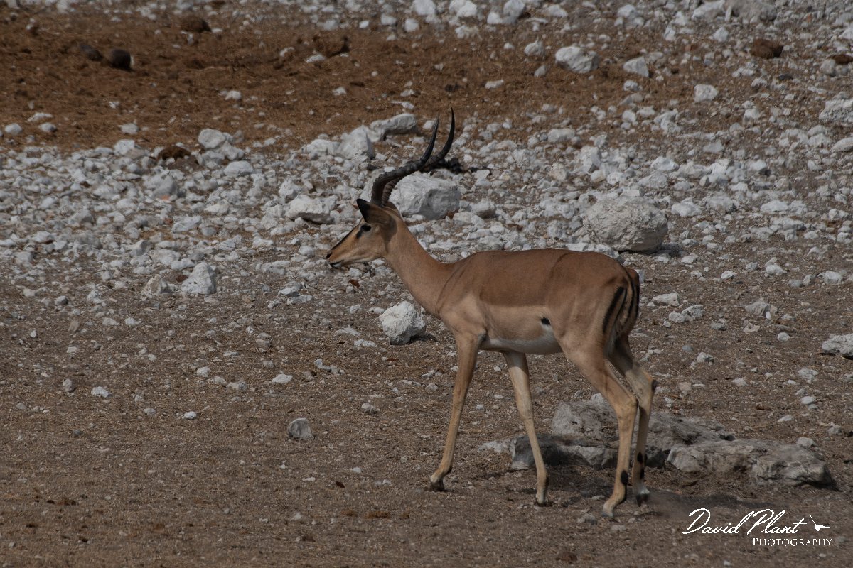 DPPhotography - Namibia - Black-faced impala - D.jpg