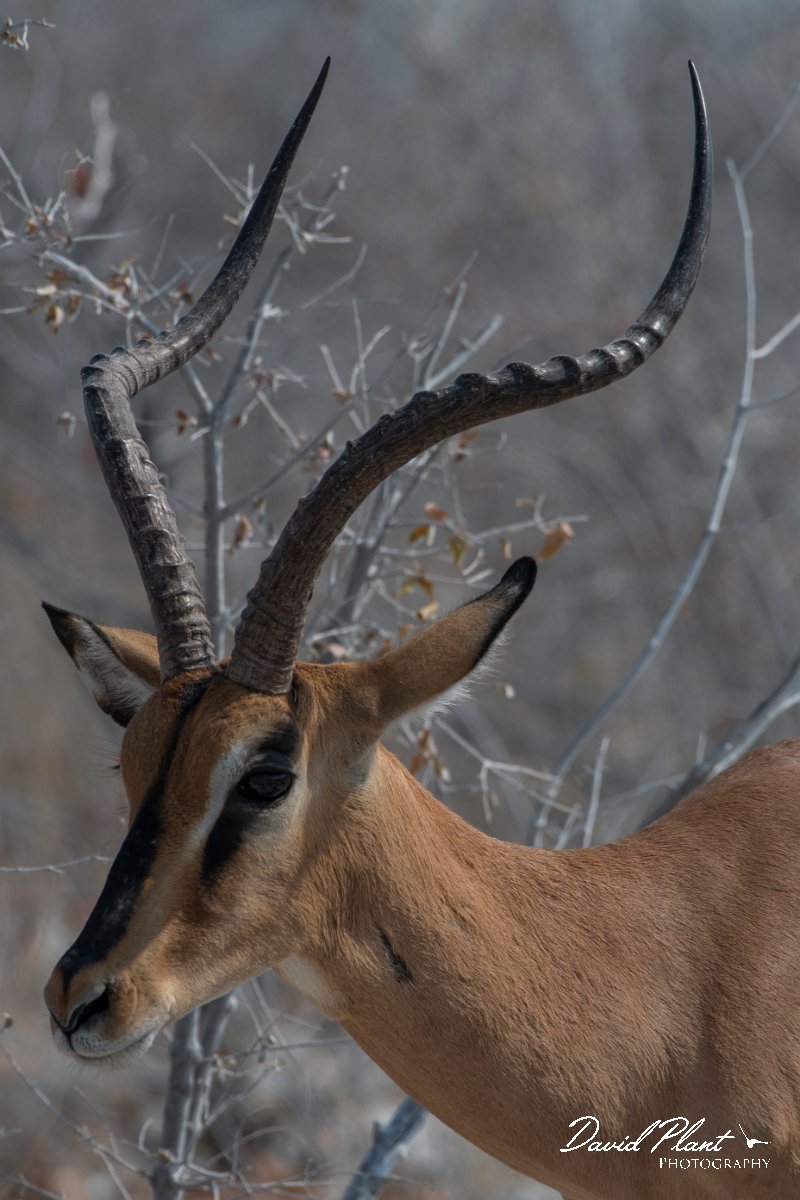 DPPhotography - Namibia - Black-faced impala - E.jpg - Black-faced impala male - Etosdha National Park