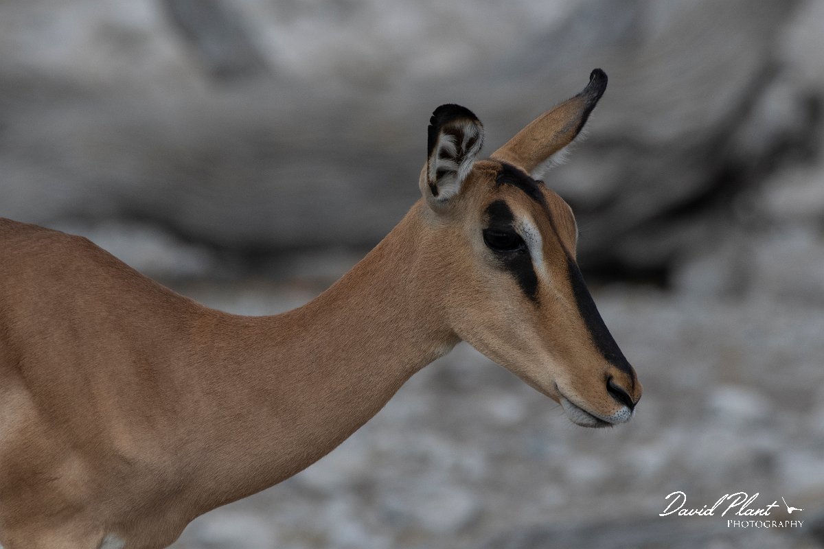 DPPhotography - Namibia - Black-faced impala - F.jpg - Black-faced impala female - Etosdha National Park