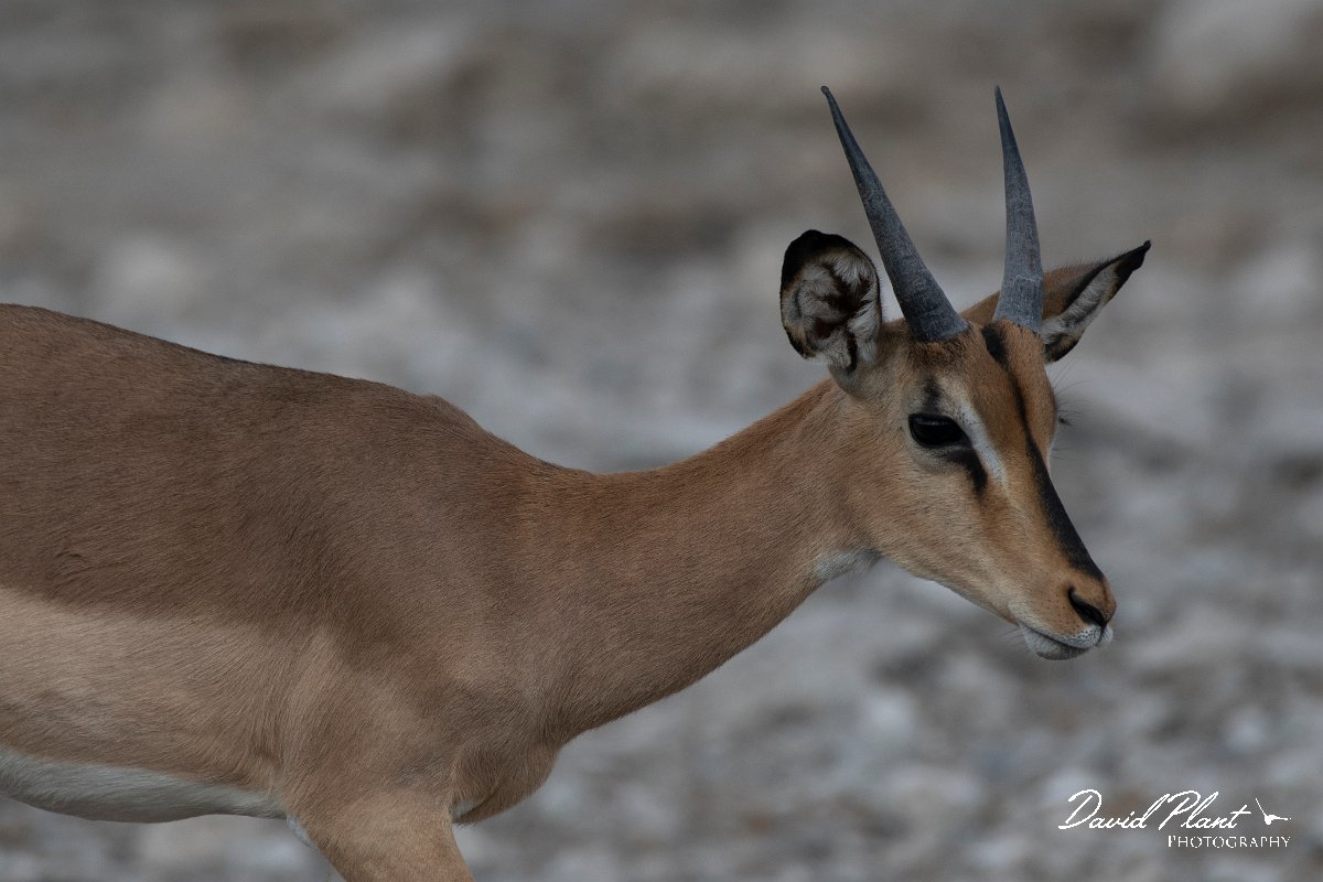DPPhotography - Namibia - Black-faced impala - G.jpg - Black-faced impala young male - Etosdha National Park