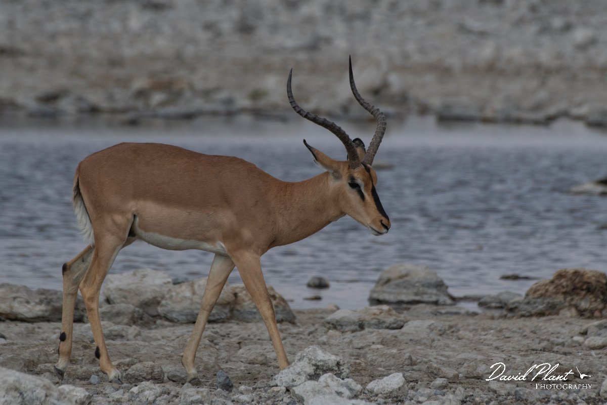 DPPhotography - Namibia - Black-faced impala - H.jpg - Black-faced impala male - Etosdha National Park