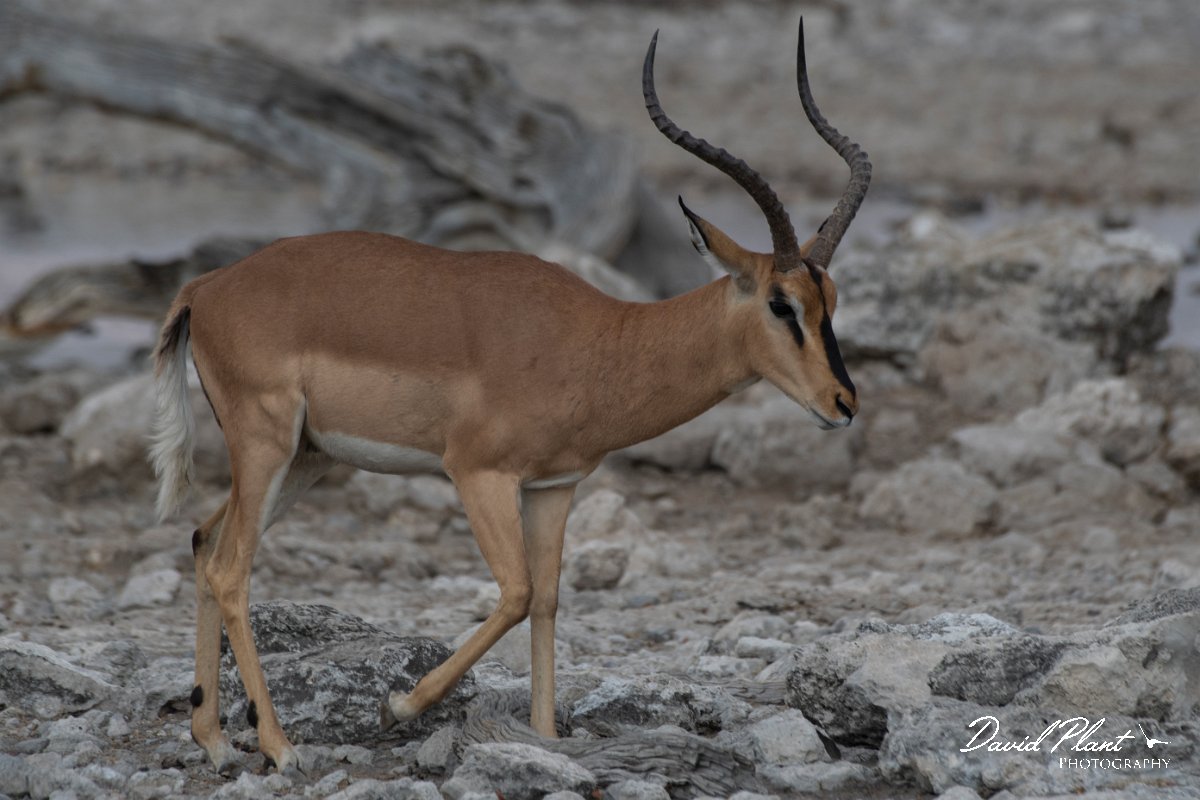 DPPhotography - Namibia - Black-faced impala - I.jpg - Black-faced impala male - Etosdha National Park