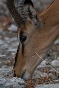 DPPhotography - Namibia - Black-faced impala - A
