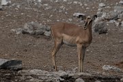 DPPhotography - Namibia - Black-faced impala - B