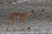 DPPhotography - Namibia - Black-faced impala - C