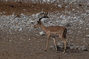 DPPhotography - Namibia - Black-faced impala - D