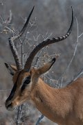 DPPhotography - Namibia - Black-faced impala - E