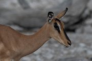 DPPhotography - Namibia - Black-faced impala - F